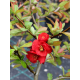 Chaenomeles japonica 'Nicoline' 20/30 японска дюля