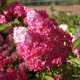  Hydrangea pan.’Fraise melba’-Хортензия Ягодова мелба