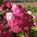  Hydrangea pan.’Fraise melba’-Хортензия Ягодова мелба