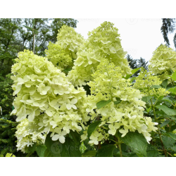  Hydrangea 'Limelight'-Хортензия светлината на прожекторите