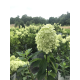  Hydrangea 'Limelight'-Хортензия светлината на прожекторите