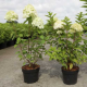  Hydrangea 'Limelight'-Хортензия светлината на прожекторите