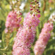  Clethra alnifolia 'Pink Spire'(Клетра)