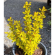 КАТ.№ 100026 Berberis th. ''Aurea' 25/30