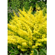 КАТ.№ 100026 Berberis th. ''Aurea' 25/30