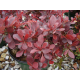 КАТ.№ 100025 Berberis th. 'Atropurpurea Nana' 10/15