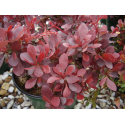  Berberis th. 'Atropurpurea Nana' -Берберис Нана