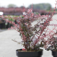 Berberis'Harlequin'(Берберис Арлекин)