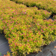 КАТ.№ 101029 Spiraea 'Firelight' 20/30