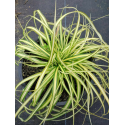  Carex hachijoensis Evergold-Карекс вечнозлато