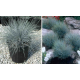 КАТ.№ 100509 Festuca glauca 'Elijan Blue'