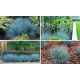 КАТ.№ 100509 Festuca glauca 'Elijan Blue'