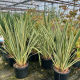 КАТ.№ 100819 Phormium tenax 'Variegatum'