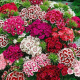  Dianthus barbatus-Брадат карамфил