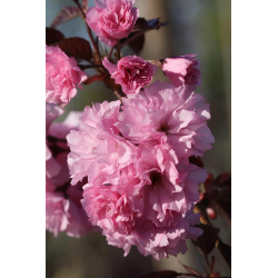  Prunus Royal Burgundy-Японска вишна