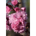  Prunus Royal Burgundy-Японска вишна