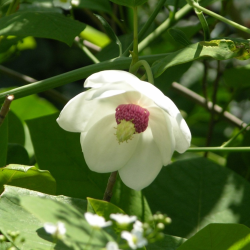 Magnolia sieboldii-Магнолия Сиболди