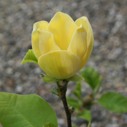 Magnolia 'Yellow Bird'-Магноля Жълта птица