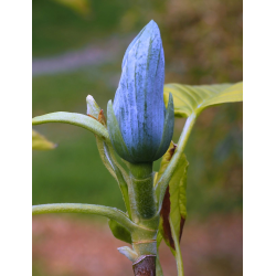 Magnolia Blue Opal-Магнолия Син опал