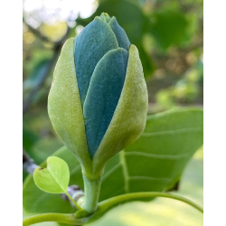  Magnolia Blue Baby - Магнолия бебешко синьо 