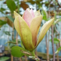 Magnolia Sunspire-Магнолия Сънспайър