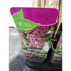 Wisteria sinensis Rosea-Вистерия розова