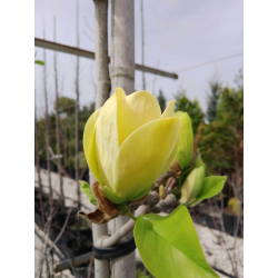Магнолиа Magnolia Yellow Bird
