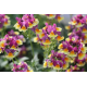  Nemesia Yellow Bicolor-Немезия