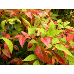 Nandina domestica Нандина Огнена сила