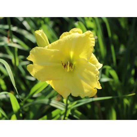 Hemerocallis 'Girl Scout'-Хамерокалис Момиче скаут