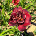 Hemerocallis Night Embers-Хамерокалис Нощна жарава