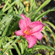 Hemerocallis Summerwine-Хамерокалис лятно вино