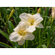 Hemerocallis White Temptation-Хамерокалис Бяло изкушение