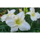 Hemerocallis White Temptation-Хамерокалис Бяло изкушение