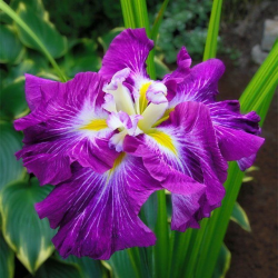 Iris Ensata Persephone- Ирис Прерсефона
