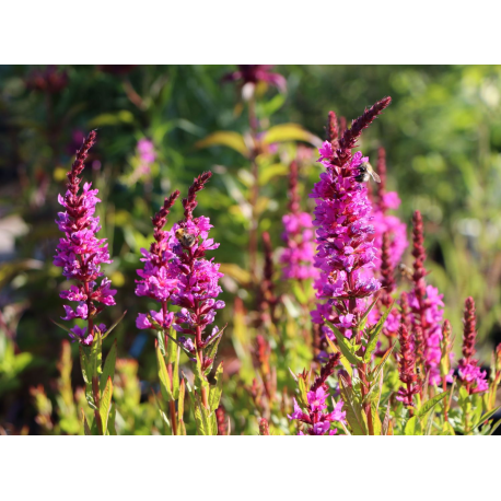 Lythrum salicaria 'Robin-Пурпурен Литрум