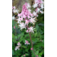 Tiarella ‘Angel Wings-Тиарела Ангелски крила