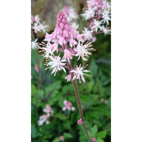 Tiarella ‘Angel Wings-Тиарела Ангелски крила