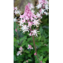 Tiarella ‘Angel Wings-Тиарела Ангелски крила