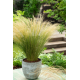 Stipa 'Pony Tails'-Стипа Stipa tenuissima 