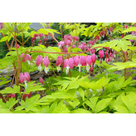  Dicentra spectabilis Gold Heart-Диценнтра златно сърце