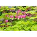  Dicentra spectabilis Gold Heart-Дицентра златно сърце