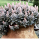 Orostachys ‘Chinese Hat' Оростахис Китайска шапка