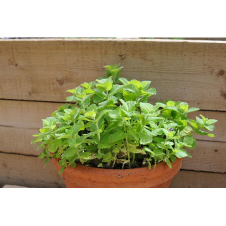 Mentha suaveolens Apple Mint Ябълкова мента