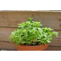 Mentha suaveolens Apple Mint Ябълкова мента