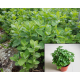 Mentha suaveolens Apple Mint Ябълкова мента