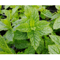 Mentha spicata Moroccan mint Мароканска мента