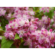 Deutzia hybrida Strawberry Fields Дойция Ягодова ливада