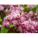 Deutzia hybrida Strawberry Fields Дойция Ягодова ливада