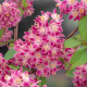 Deutzia hybrida Strawberry Fields Дойция Ягодова ливада